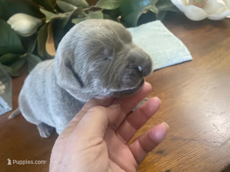 Titanium – Labrador Retriever puppy for sale in Panama City Beach, FL