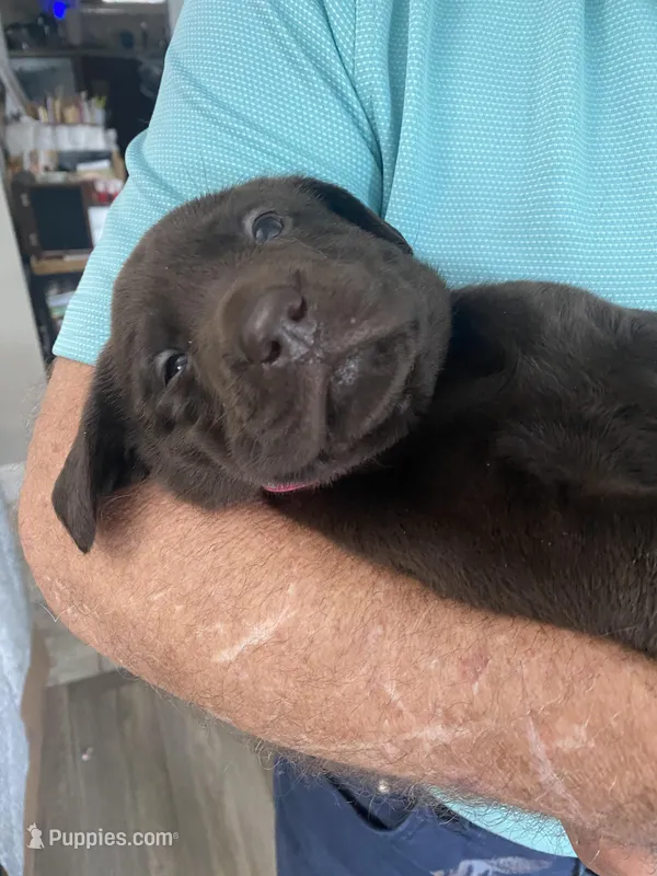 Ferrero – Labrador Retriever puppy for sale in Panama City Beach, FL