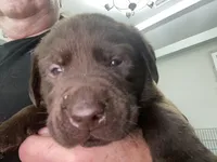 Ferrero, a male Labrador Retriever for sale in Panama City Beach, FL – Photo 3 of 9