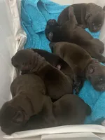 Ferrero, a male Labrador Retriever for sale in Panama City Beach, FL – Photo 7 of 10