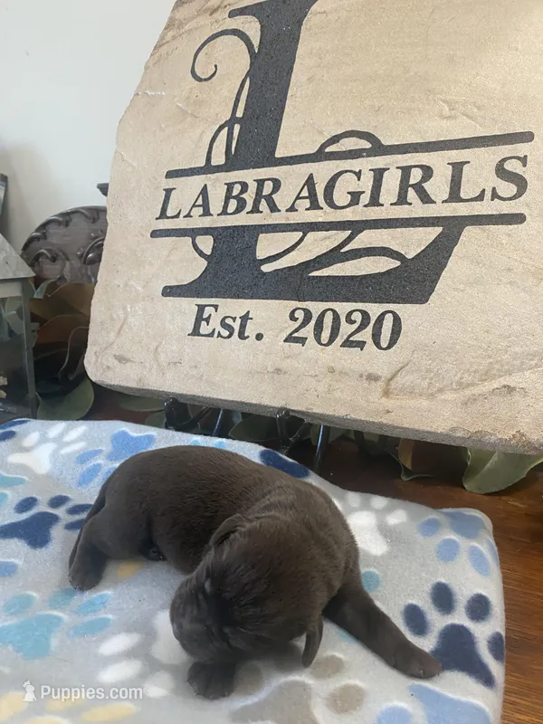 Ferrero – Labrador Retriever puppy for sale in Panama City Beach, FL