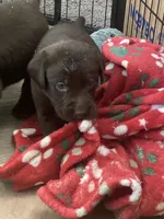 Ferrero, a male Labrador Retriever for sale in Panama City Beach, FL – Photo 2 of 9