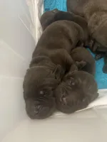 Ferrero, a male Labrador Retriever for sale in Panama City Beach, FL – Photo 5 of 10
