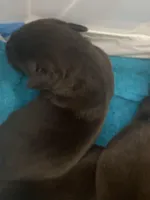 Ferrero, a male Labrador Retriever for sale in Panama City Beach, FL – Photo 4 of 10