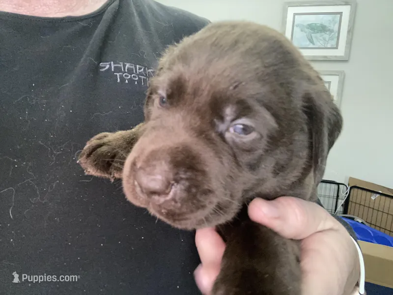 Ferrero – Labrador Retriever puppy for sale in Panama City Beach, FL