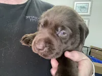 Ferrero, a male Labrador Retriever for sale in Panama City Beach, FL – Photo 1 of 9