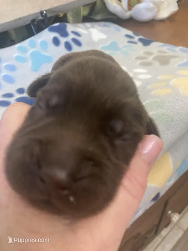 Ferrero – Labrador Retriever puppy for sale in Panama City Beach, FL