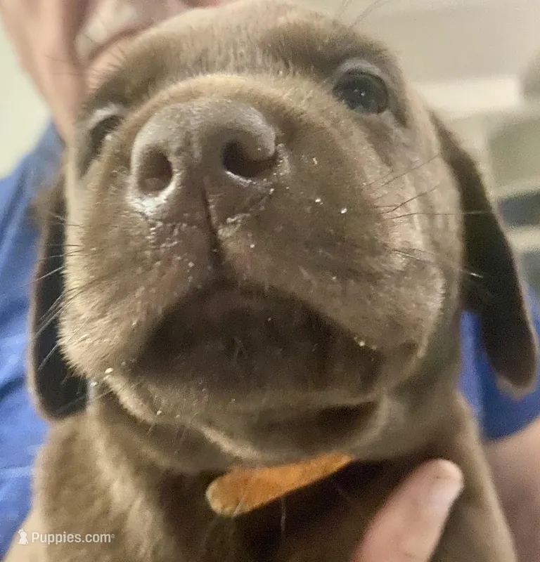 Ferrero – Labrador Retriever puppy for sale in Panama City Beach, FL