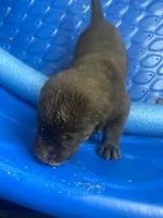 Ferrero, a male Labrador Retriever for sale in Panama City Beach, FL – Photo 6 of 9