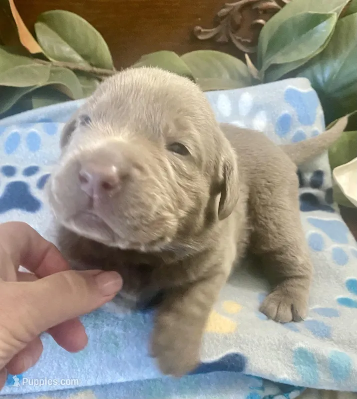 Shimmer – Labrador Retriever puppy for sale in Panama City Beach, FL