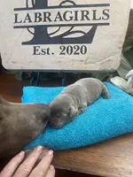 Shimmer, a female Labrador Retriever for sale in Panama City Beach, FL – Photo 4 of 10