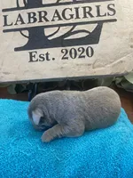 Shimmer, a female Labrador Retriever for sale in Panama City Beach, FL – Photo 3 of 10