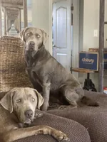 Shimmer, a female Labrador Retriever for sale in Panama City Beach, FL – Photo 9 of 10