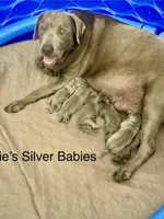 Shimmer, a female Labrador Retriever for sale in Panama City Beach, FL – Photo 8 of 10