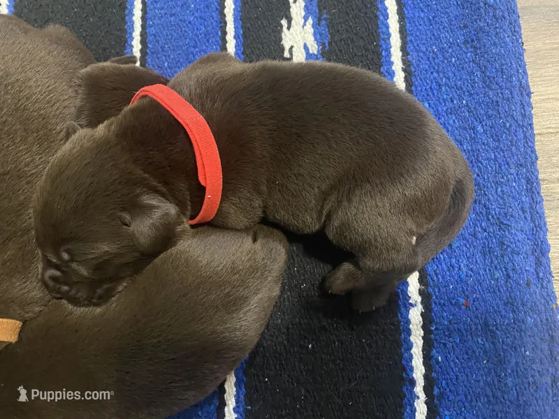 Neuhaus – Labrador Retriever puppy for sale in Panama City Beach, FL