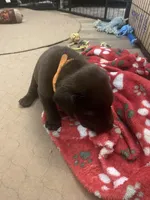 Hershey, a male Labrador Retriever for sale in Panama City Beach, FL – Photo 3 of 9