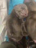 Hershey, a male Labrador Retriever for sale in Panama City Beach, FL – Photo 6 of 10