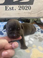 Hershey, a male Labrador Retriever for sale in Panama City Beach, FL – Photo 3 of 10