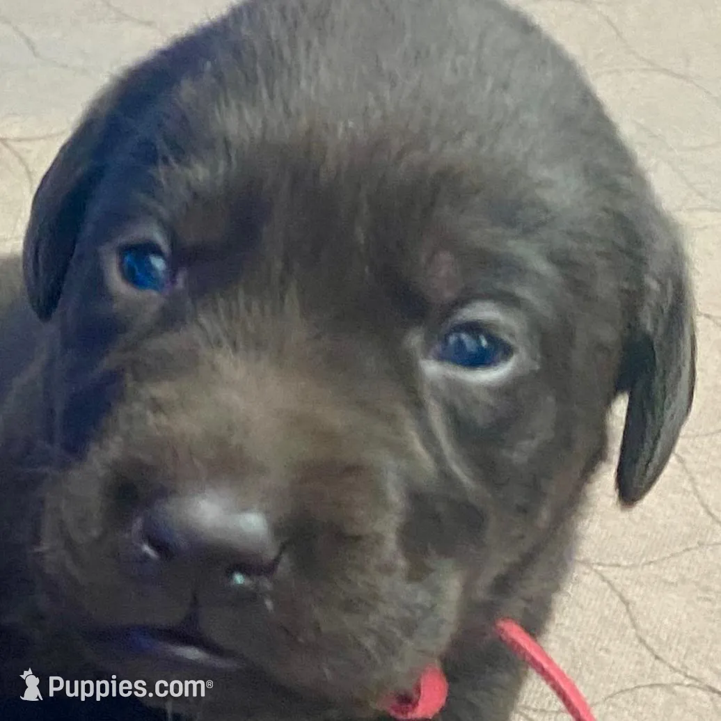 Hershey, a male Labrador Retriever for sale in Panama City Beach, FL – Photo 2 of 9