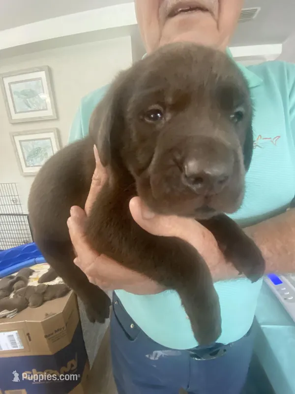 Hershey – Labrador Retriever puppy for sale in Panama City Beach, FL