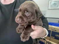 Hershey, a male Labrador Retriever for sale in Panama City Beach, FL – Photo 1 of 9