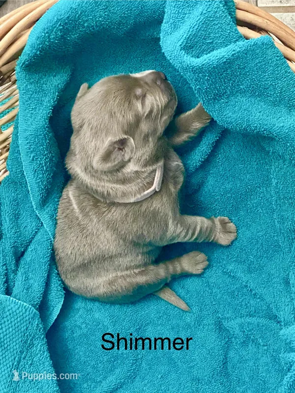 Shimmer – Labrador Retriever puppy for sale in Panama City Beach, FL
