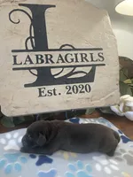 Hershey, a male Labrador Retriever for sale in Panama City Beach, FL – Photo 1 of 10