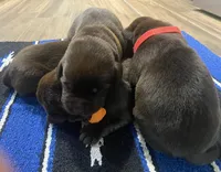 Hershey, a male Labrador Retriever for sale in Panama City Beach, FL – Photo 5 of 9