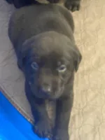 Hershey, a male Labrador Retriever for sale in Panama City Beach, FL – Photo 4 of 9