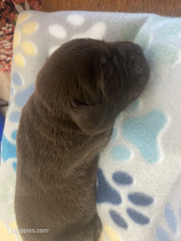 Hershey – Labrador Retriever puppy for sale in Panama City Beach, FL