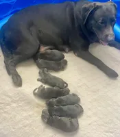 Neuhaus, a male Labrador Retriever for sale in Panama City Beach, FL – Photo 7 of 9