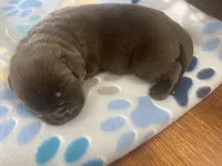 Neuhaus, a male Labrador Retriever for sale in Panama City Beach, FL – Photo 4 of 9
