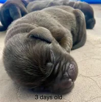 Neuhaus, a male Labrador Retriever for sale in Panama City Beach, FL – Photo 3 of 9
