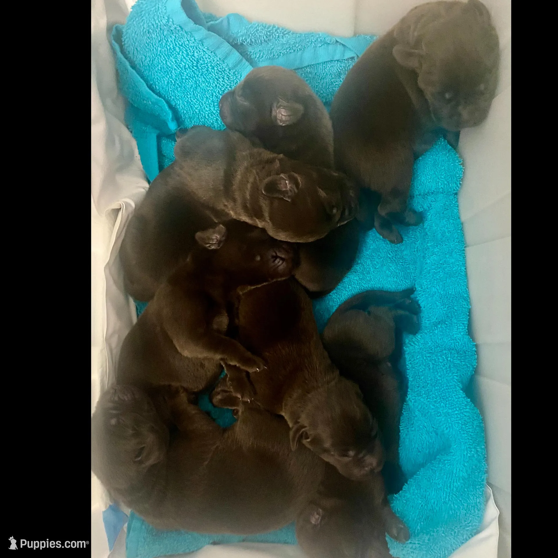 Neuhaus, a male Labrador Retriever for sale in Panama City Beach, FL – Photo 5 of 9