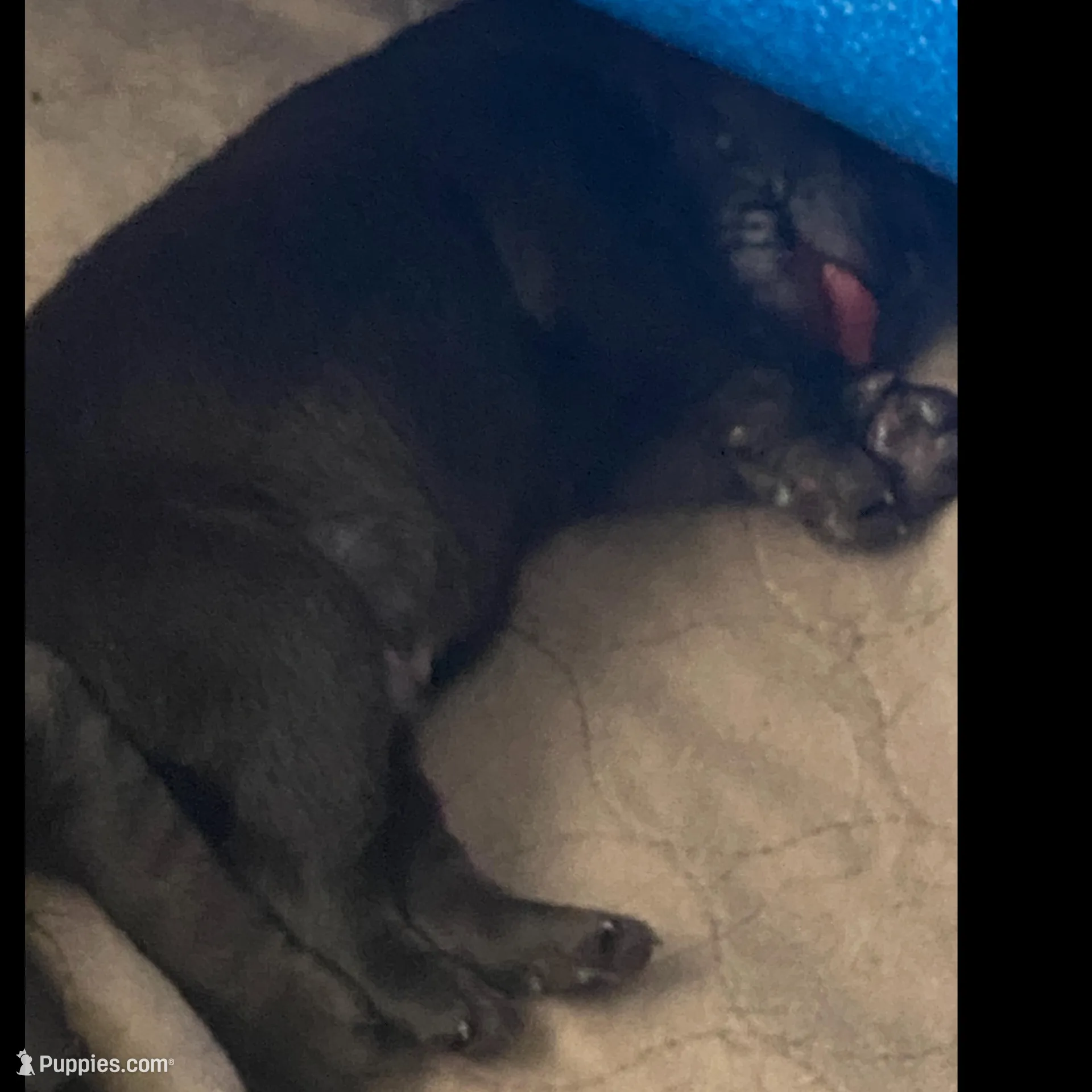 Neuhaus, a male Labrador Retriever for sale in Panama City Beach, FL – Photo 2 of 9