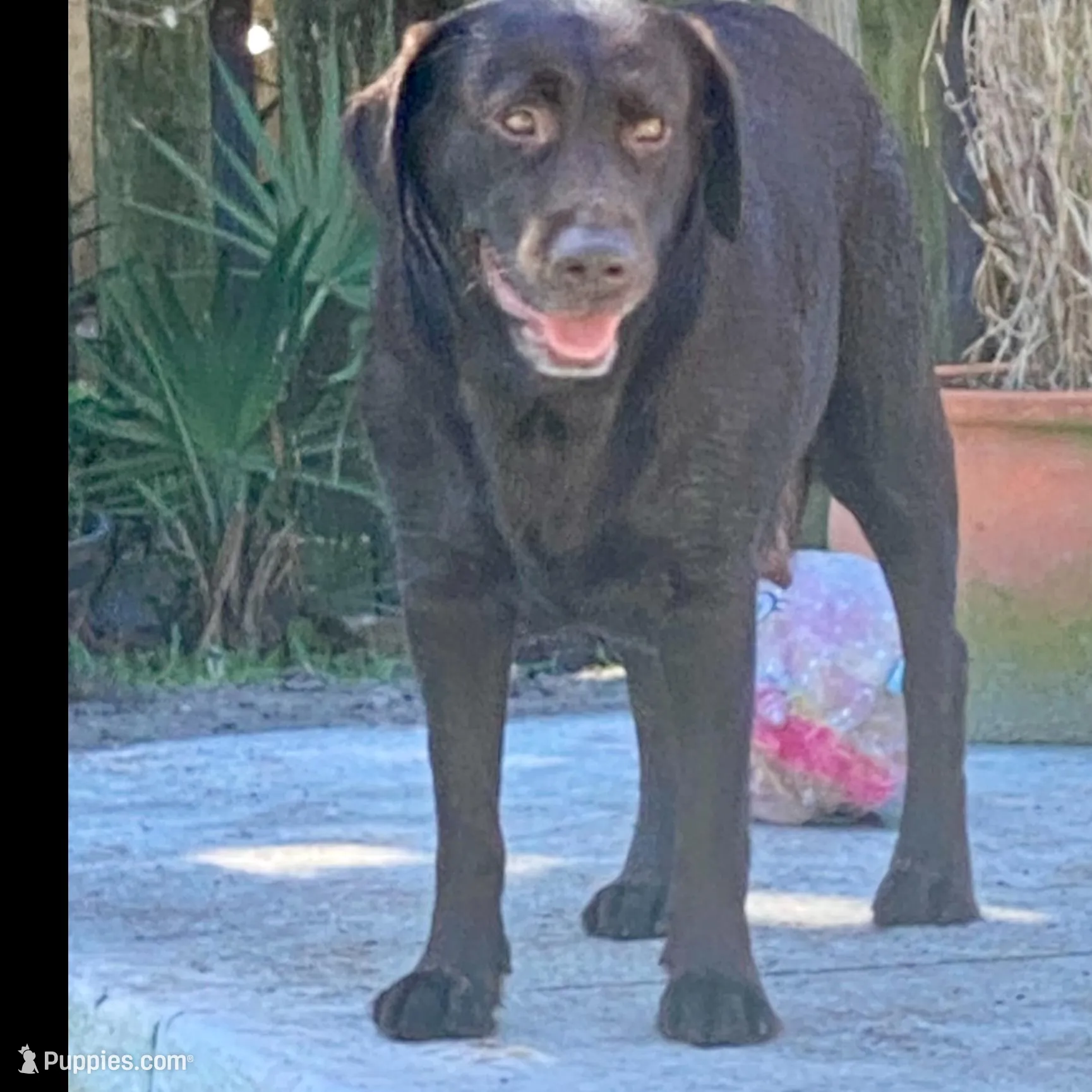Neuhaus, a male Labrador Retriever for sale in Panama City Beach, FL – Photo 8 of 9