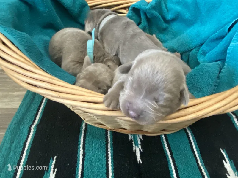 Palladium  – Labrador Retriever puppy for sale in Panama City Beach, FL