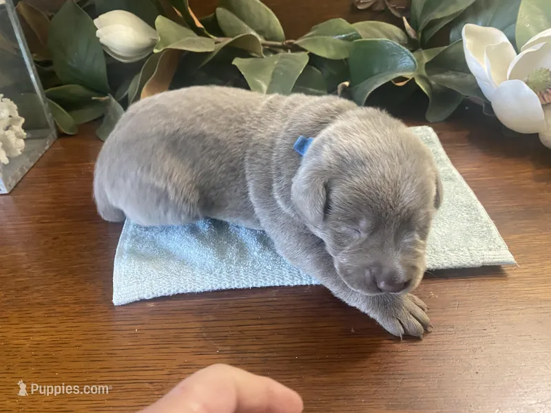 Palladium  – Labrador Retriever puppy for sale in Panama City Beach, FL