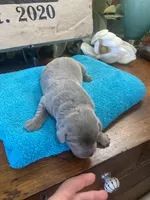 Palladium , a male Labrador Retriever for sale in Panama City Beach, FL – Photo 3 of 9