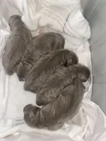 Palladium , a male Labrador Retriever for sale in Panama City Beach, FL – Photo 7 of 9