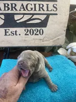 Palladium , a male Labrador Retriever for sale in Panama City Beach, FL – Photo 2 of 9