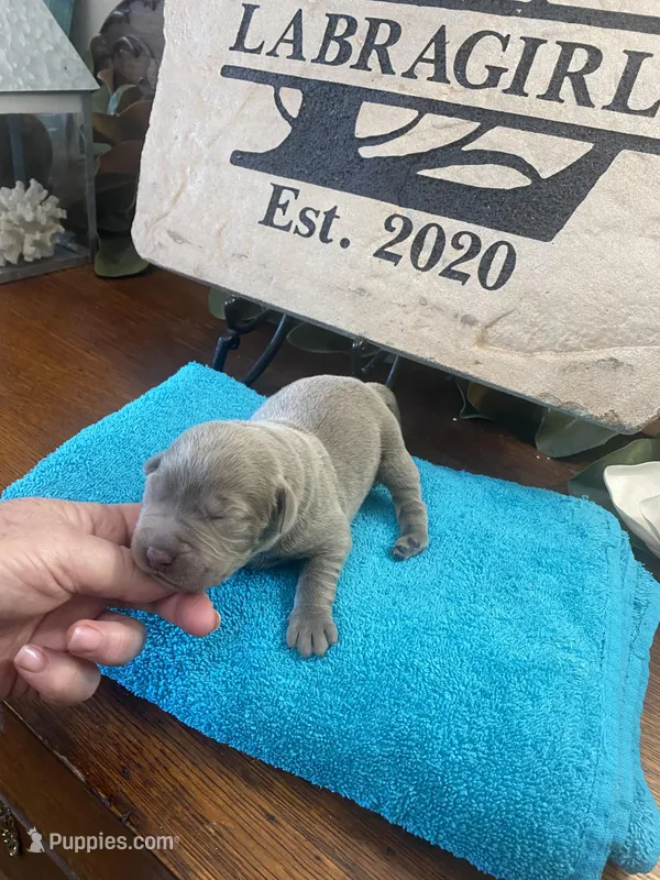 Palladium , a male Labrador Retriever for sale in Panama City Beach, FL – Photo 1 of 9