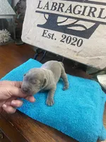 Palladium , a male Labrador Retriever for sale in Panama City Beach, FL – Photo 1 of 9