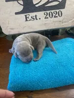Palladium , a male Labrador Retriever for sale in Panama City Beach, FL – Photo 4 of 9