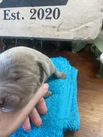 Palladium , a male Labrador Retriever for sale in Panama City Beach, FL – Photo 5 of 9