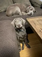 Diamond “Darla”, a female Labrador Retriever for sale in Milton, FL – 3 of 10