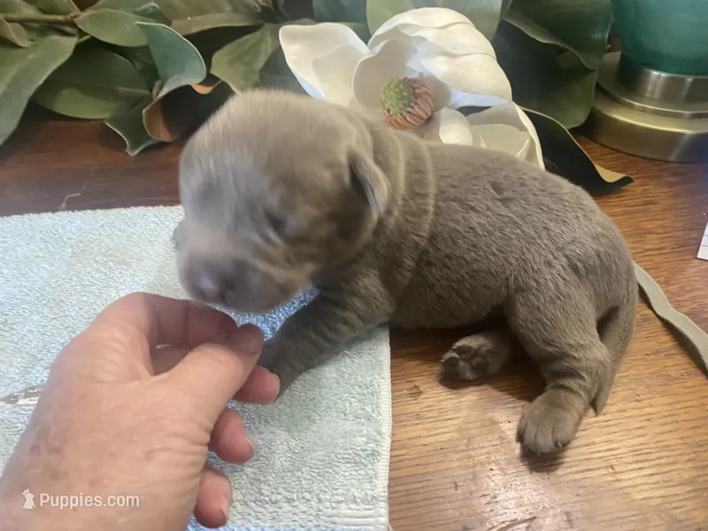 Platinum  – Labrador Retriever puppy for sale in Panama City Beach, FL
