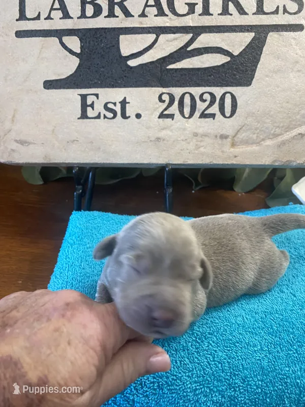 Platinum  – Labrador Retriever puppy for sale in Panama City Beach, FL