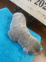 Platinum , a male Labrador Retriever for sale in Panama City Beach, FL – Photo 4 of 10