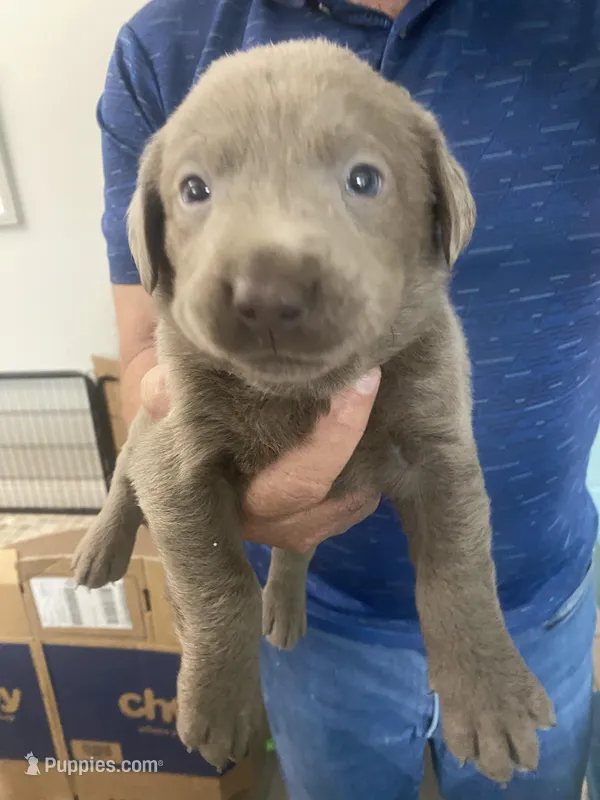 Platinum  – Labrador Retriever puppy for sale in Panama City Beach, FL